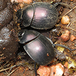 Chalconotus convexus